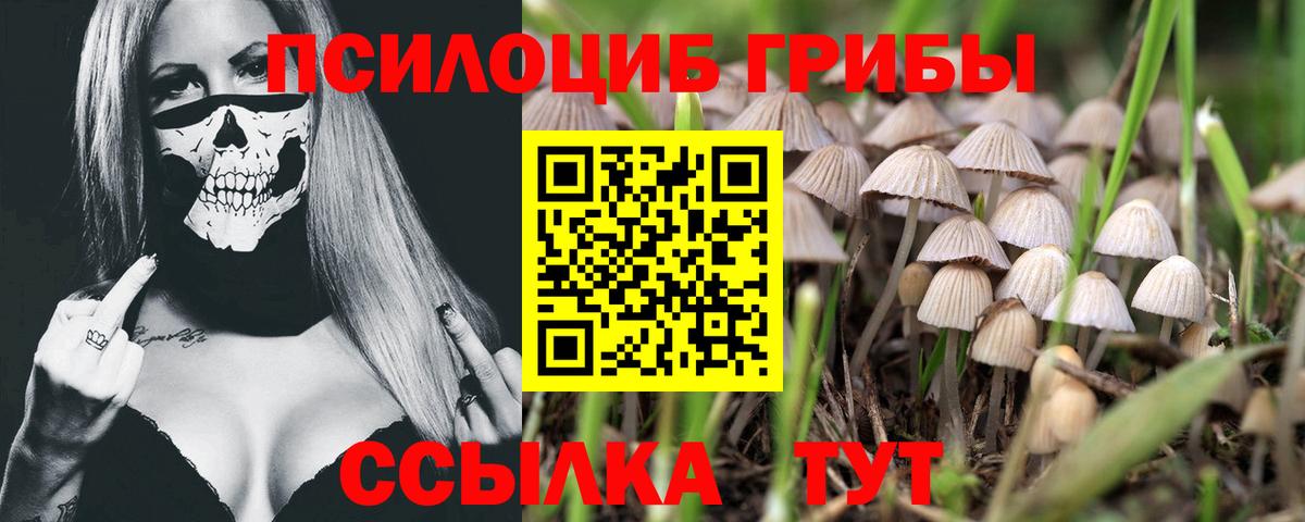 купить наркотики цена  Вход с VPN  Зима  Галлюциногенные грибы MAGIC MUSHROOMS 